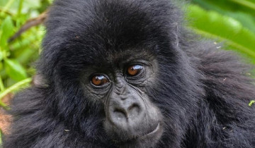 A picture of 7 Day Queen Elizabeth Gorillas Trekking In Bwindi and Lake Mburo Safari