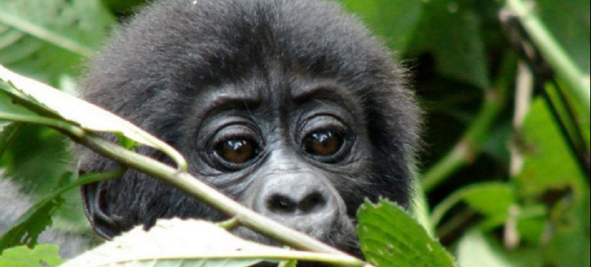 7 Day Primates Adventure Safari in Uganda