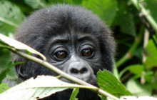 7 Day Primates Adventure Safari in Uganda