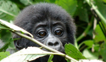 A picture of 7 Day Primates Adventure Safari in Uganda