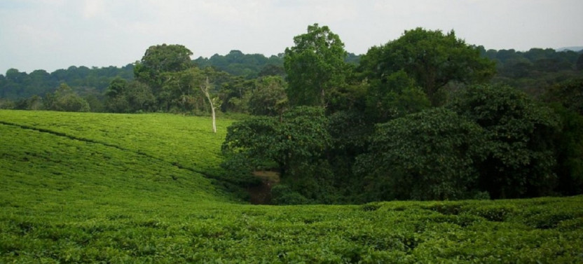 5 Day Safaris To Kibale & Queen Elizabeth National Park