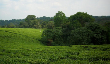 A picture of 5 Day Safaris To Kibale & Queen Elizabeth National Park