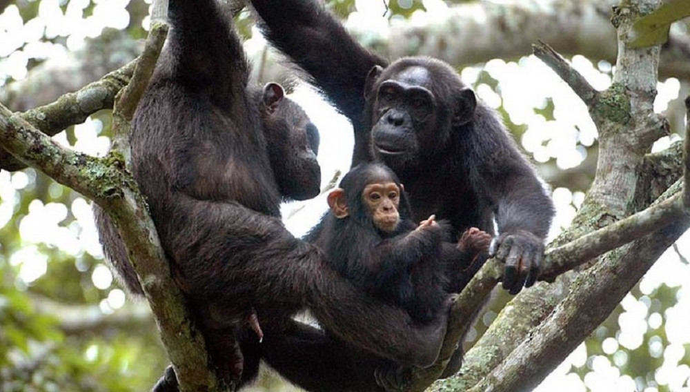 5 Day Chimpanzees Trekking & Murchison Falls Wildlife Adventure Safari