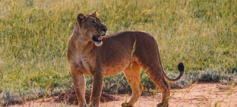 5 Day Safari To Kidepo Valley National Park