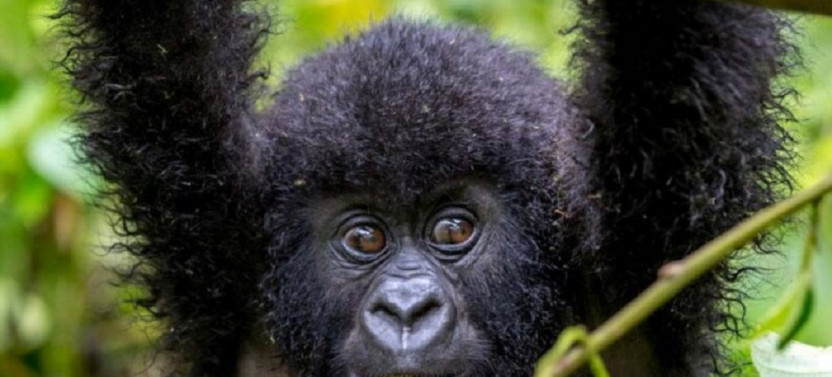 4 Day Safari with Gorilla & Queen Elizabeth National Park