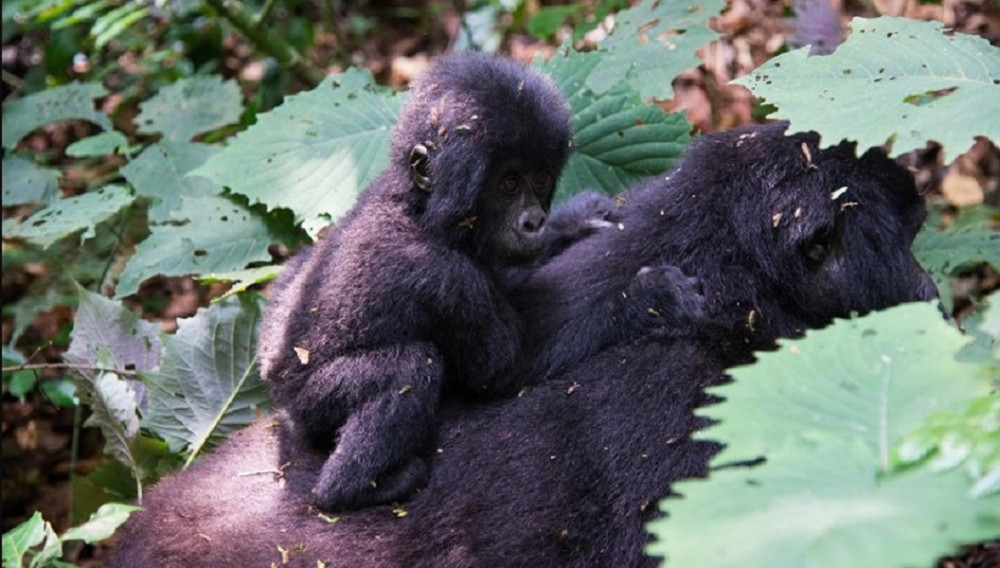 5 Day Wildlife, Gorilla and Chimpanzee Trekking Safari In Uganda