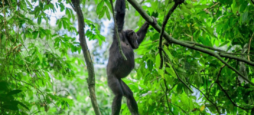 4 Day Gorilla, Chimpanzee and Wildlife Safari in Uganda