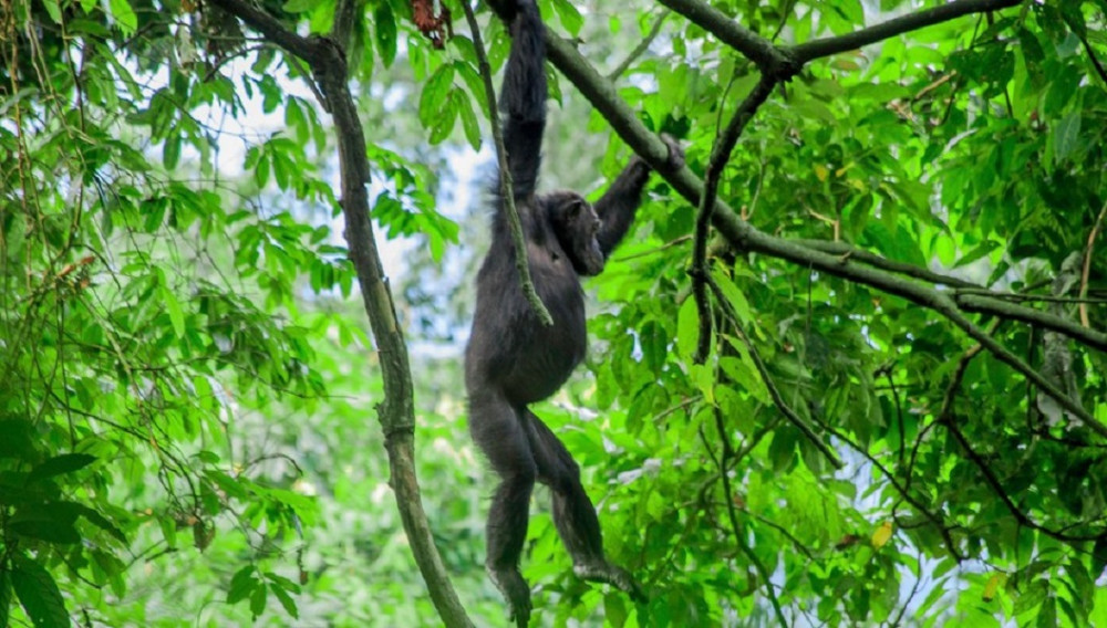 4 Day Gorilla, Chimpanzee and Wildlife Safari in Uganda