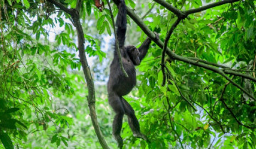 A picture of 4 Day Gorilla, Chimpanzee and Wildlife Safari in Uganda