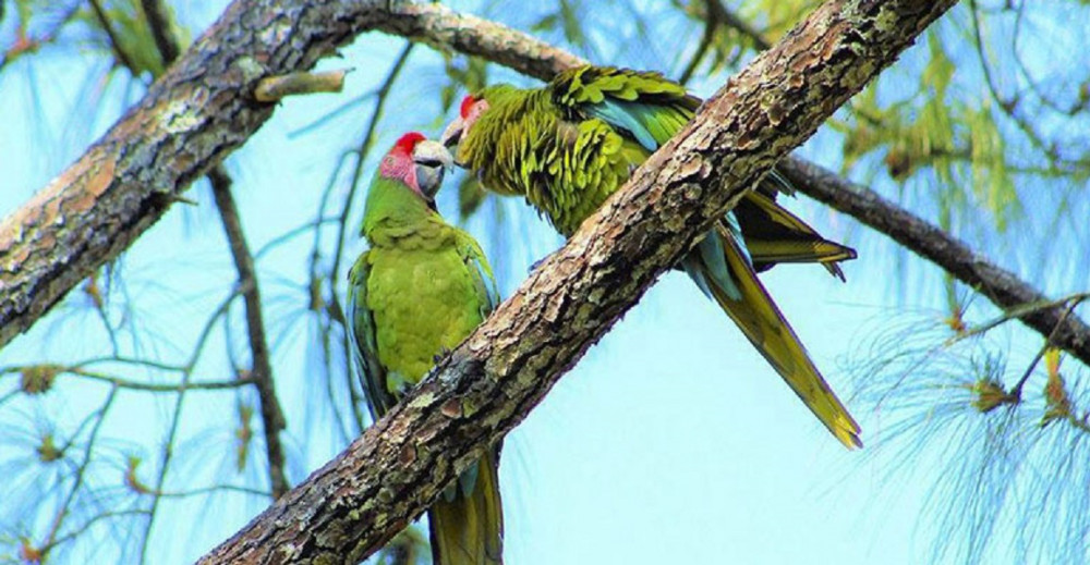 Macaw Bird Watching Tour With Lunch + Tequila & Coffee Tasting