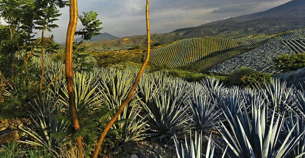 Private Full Day Magical Town of Tequila, Jalisco Tour