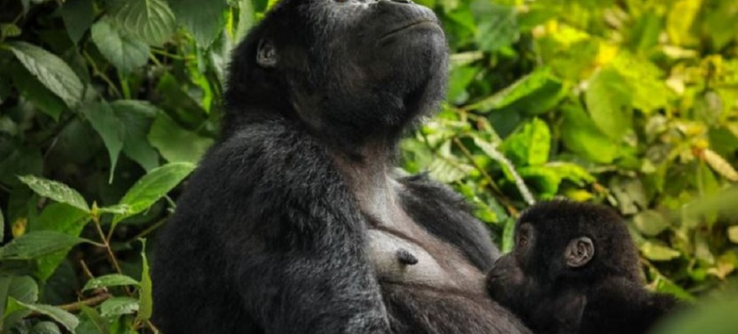 4 Day Golden Monkeys And Gorilla Trekking Safari