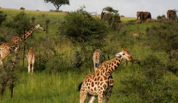 A picture of 3 Day Safari to Murchison Falls National Park