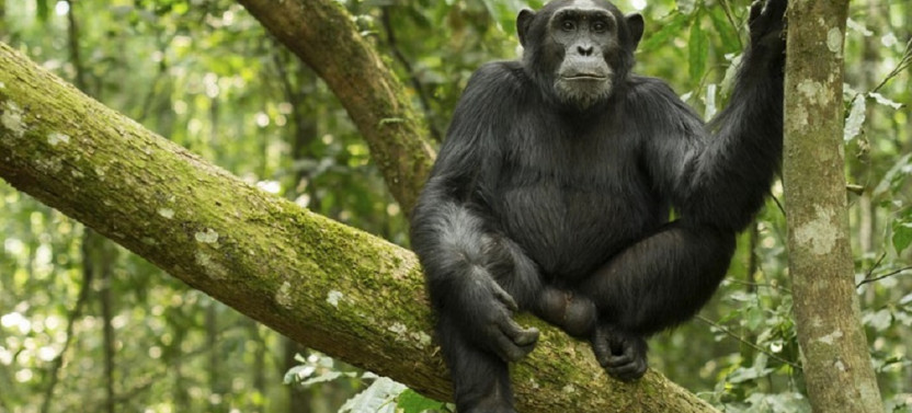 3 Day Uganda Gorilla Trekking Safari & Batwa Pygmies Visit in Bwindi