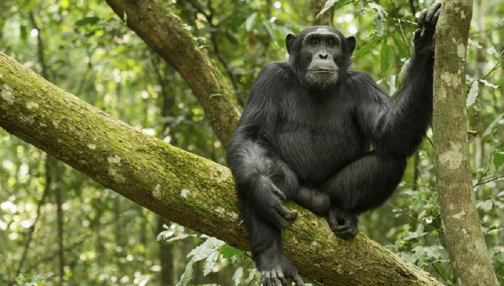 3 Day Uganda Gorilla Trekking Safari & Batwa Pygmies Visit in Bwindi