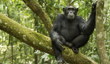 A picture of 3 Day Uganda Gorilla Trekking Safari & Batwa Pygmies Visit in Bwindi