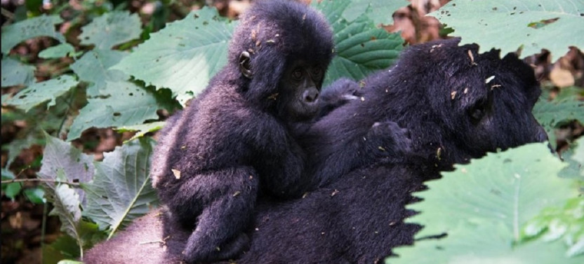 3 Day Gorilla Trekking and Lake Mburo National Park Safari