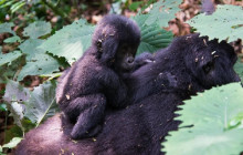 3 Day Gorilla Trekking and Lake Mburo National Park Safari