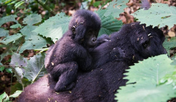 A picture of 3 Day Gorilla Trekking and Lake Mburo National Park Safari