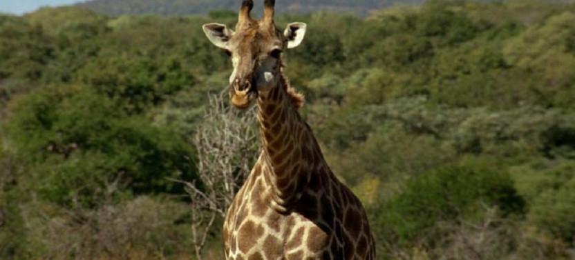3 Day Lake Mburo National Park Safari