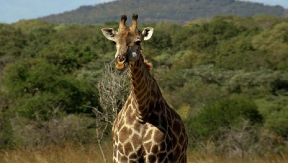 3 Day Lake Mburo National Park Safari