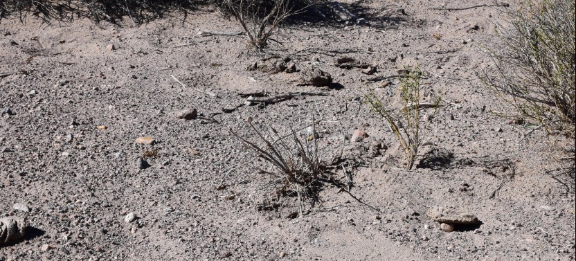 Area 51 Top Secret Tour From Las Vegas