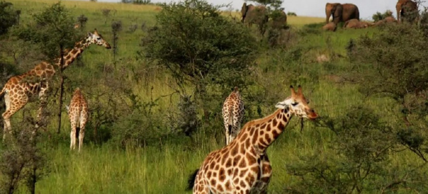 3 Day Fly to Queen Elizabeth National Park Safari