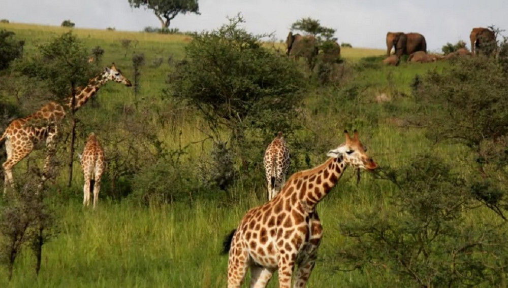 3 Day Fly to Queen Elizabeth National Park Safari