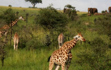 3 Day Fly to Queen Elizabeth National Park Safari
