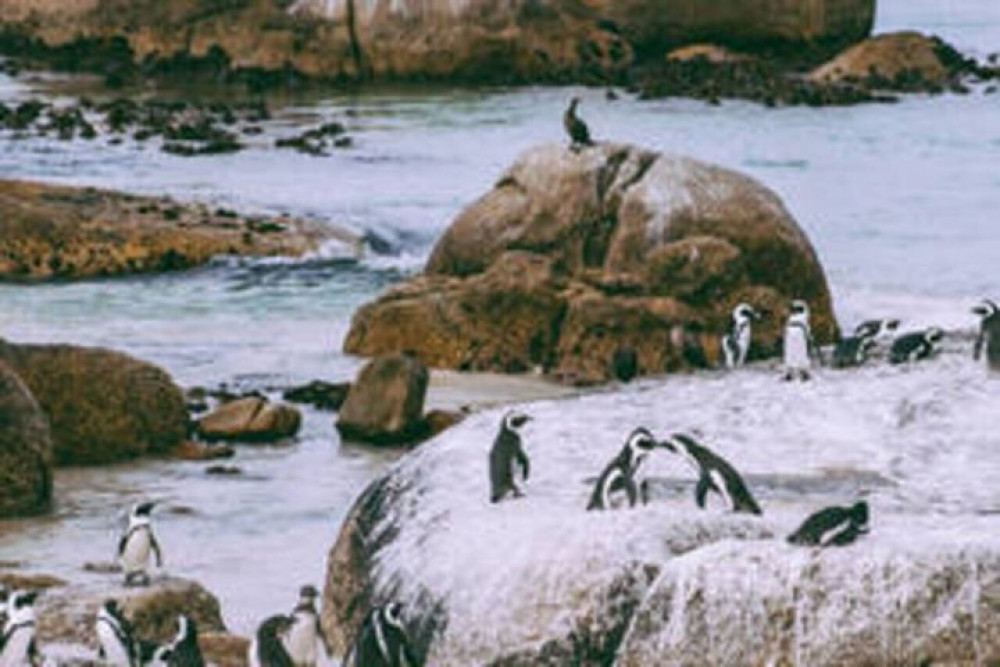 Robben Island and Cape of Good Hope Private Tour