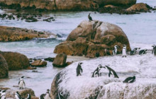 Batende Safari & Tours1