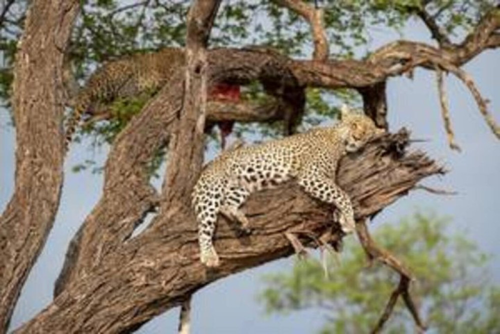 Cheetah Outreach and Wine Tasting Tour