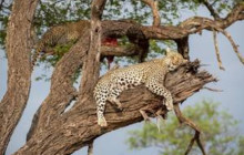 Batende Safari & Tours1