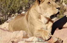 Batende Safari & Tours6