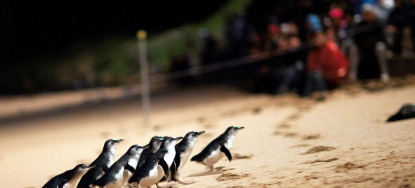 Phillip Island Penguins Afternoon Tour