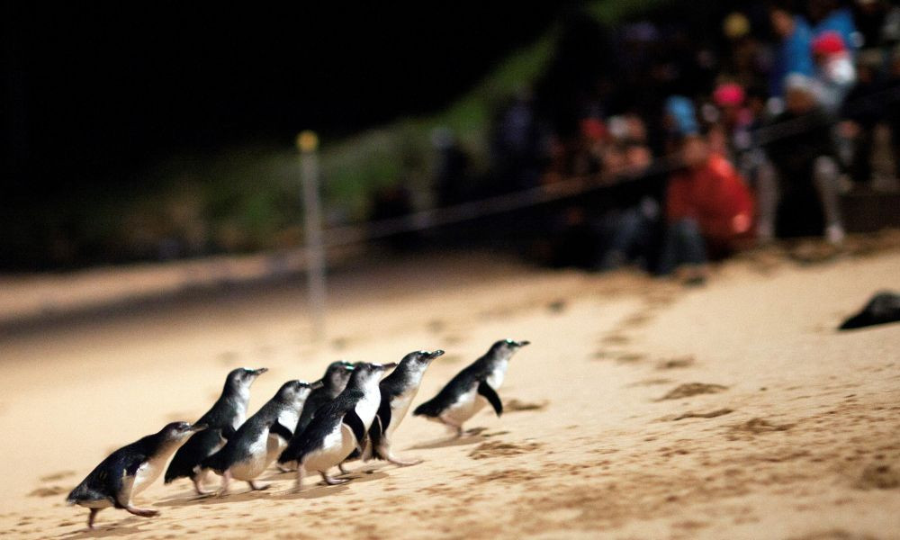 Phillip Island Penguins Afternoon Tour