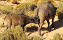 Batende Safari & Tours10