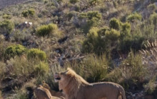 Batende Safari & Tours3