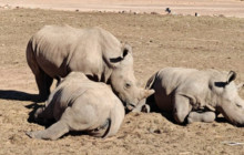 Batende Safari & Tours6