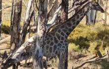 Batende Safari & Tours7