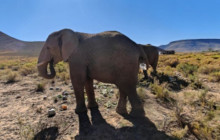 Batende Safari & Tours11