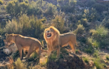 Batende Safari & Tours12