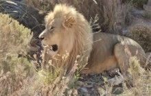 Batende Safari & Tours13