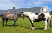 Ireland Wild Escapes9