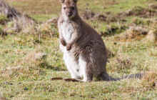 Bruny Island Safaris4