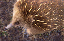 Bruny Island Safaris6