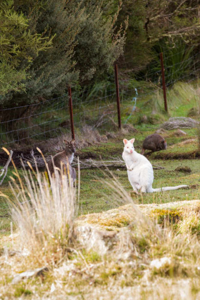 Bruny Island Safaris