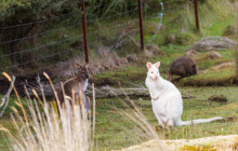 Bruny Island Safaris8
