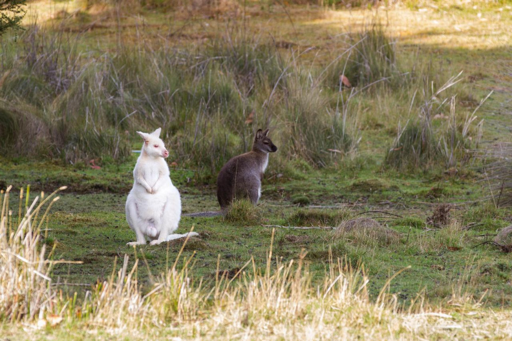 Bruny Island Safaris