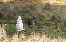 Bruny Island Safaris17
